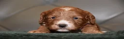 Cockapoo dogs for sale: F1 Toy Cockapoo Puppies Fully Health Tested - Advert 28