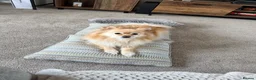 Pomeranian dogs for sale: Pomeranian puppies 2x girls 1x boy  - Advert 12