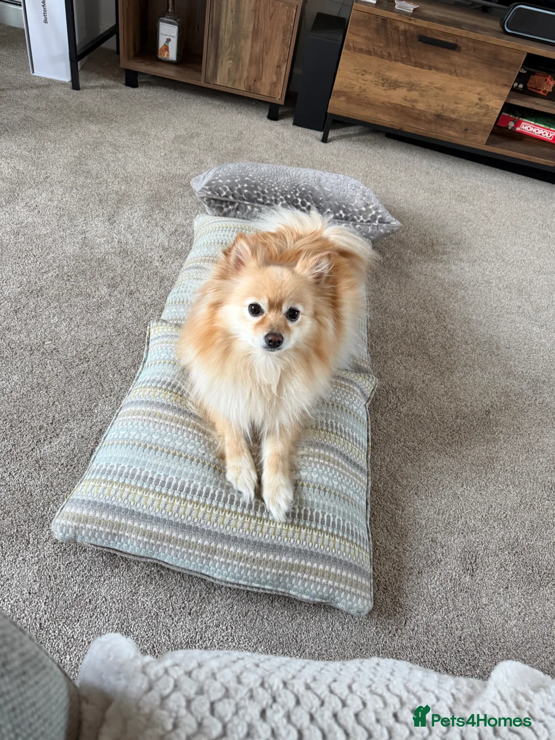 Pomeranian dogs for sale: Pomeranian puppies 2x girls 1x boy  - Advert 12