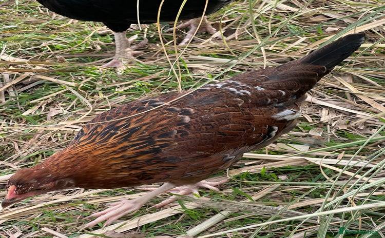 Chickens poultry - Advert 1
