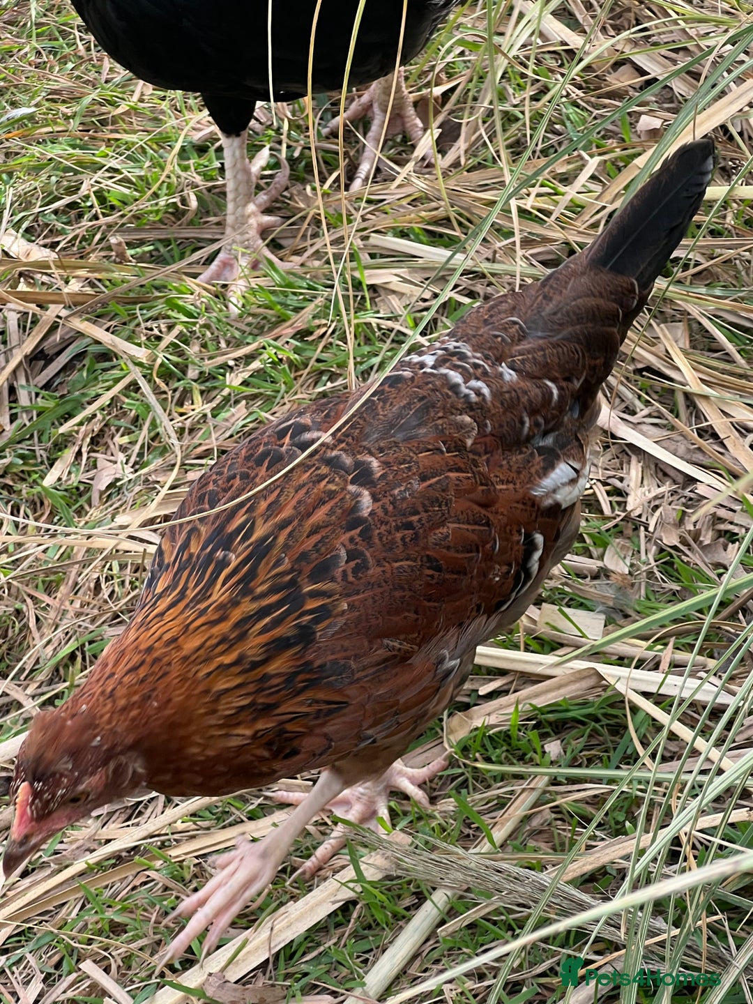 Chickens poultry for sale: Chicks for sale - Image 1