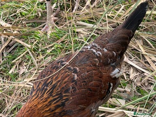 Chickens poultry - Advert 31