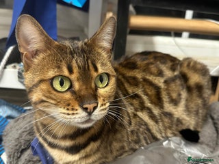 Bengal cats - Advert 14