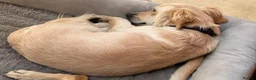 Mixed Breed dogs for adoption: 🌸 Hattie – A Little Patience, A Lifetime of Love in Witney - Advert 10