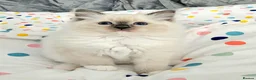 Ragdoll cats for sale: Stunning Ragdoll girl  - Advert 3