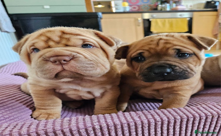 Shar Pei dogs - Advert 13