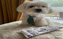 Maltese dogs for stud: Maltese Males (for Stud)  in Durham - Image 10