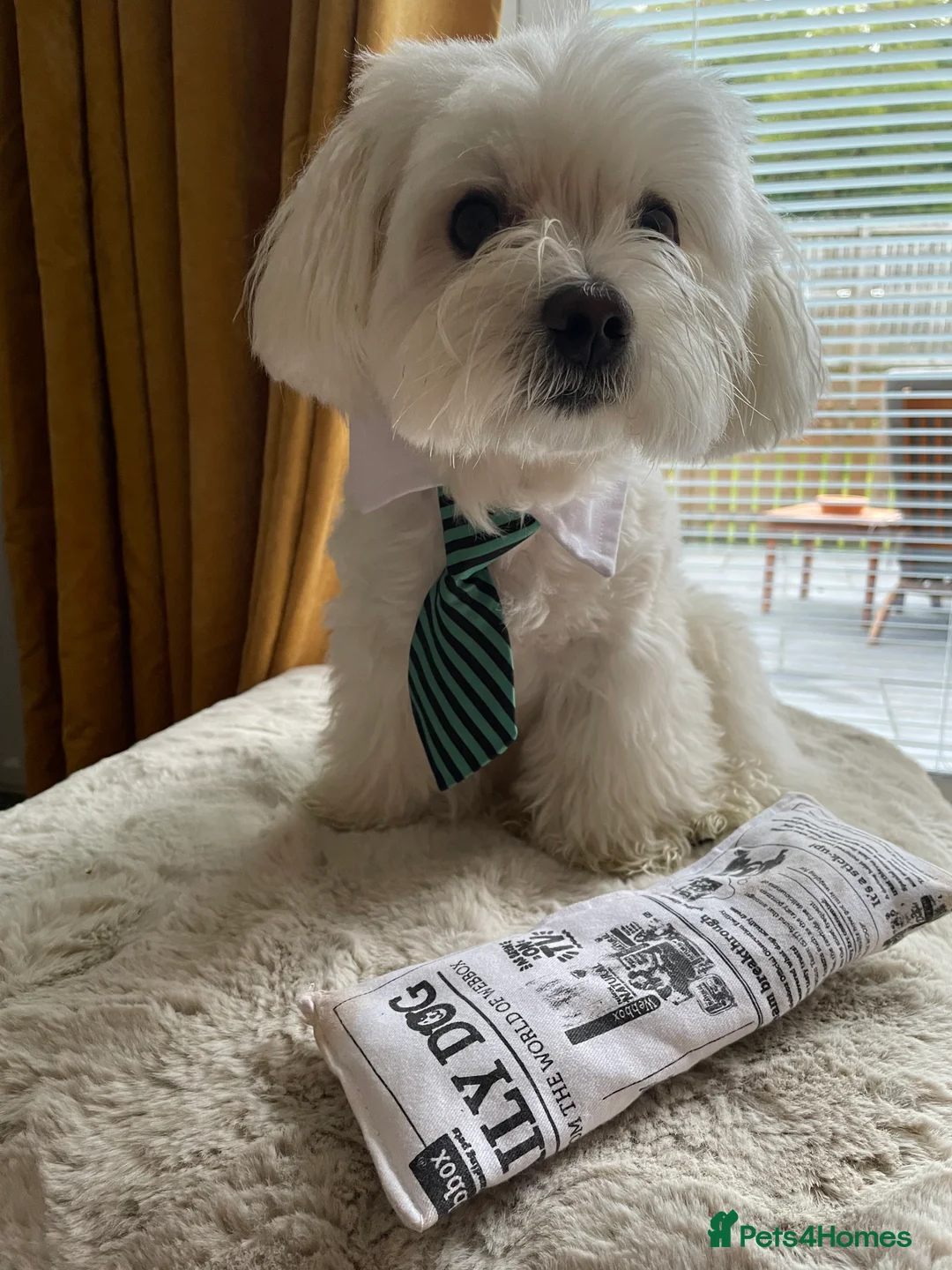 Maltese dogs for stud: Maltese Males (for Stud)  in Durham - Advert 10