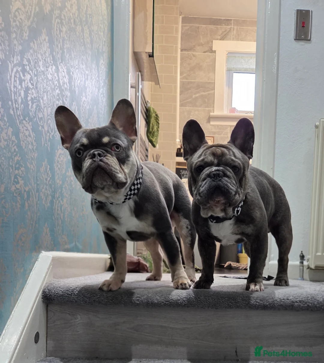 French Bulldog dogs for stud: French bulldogs for stud - Advert 2
