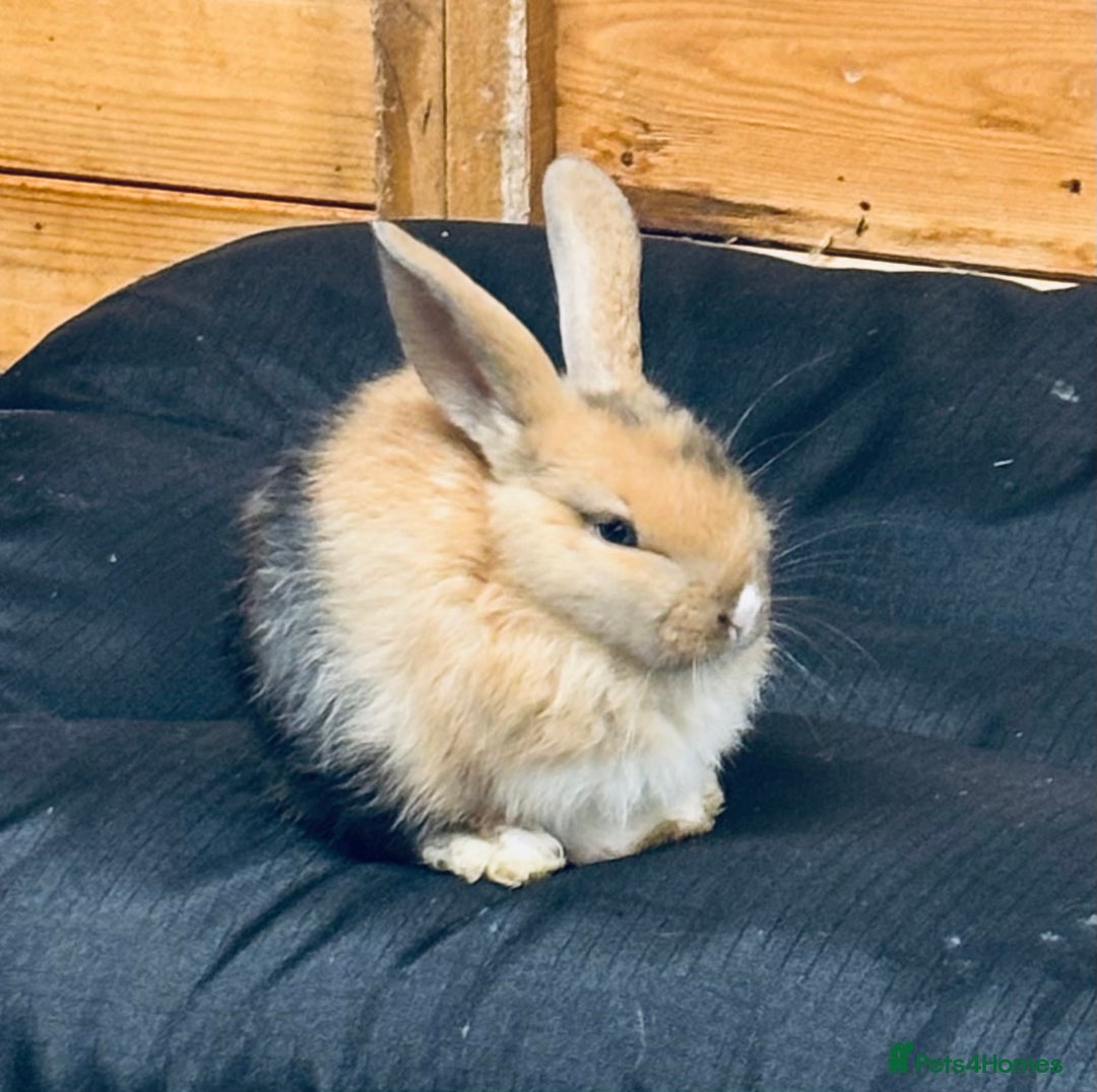 Mini Lop rabbits for sale: Mini Lops & H/LopxLion nearly7w Read description) - Image 10