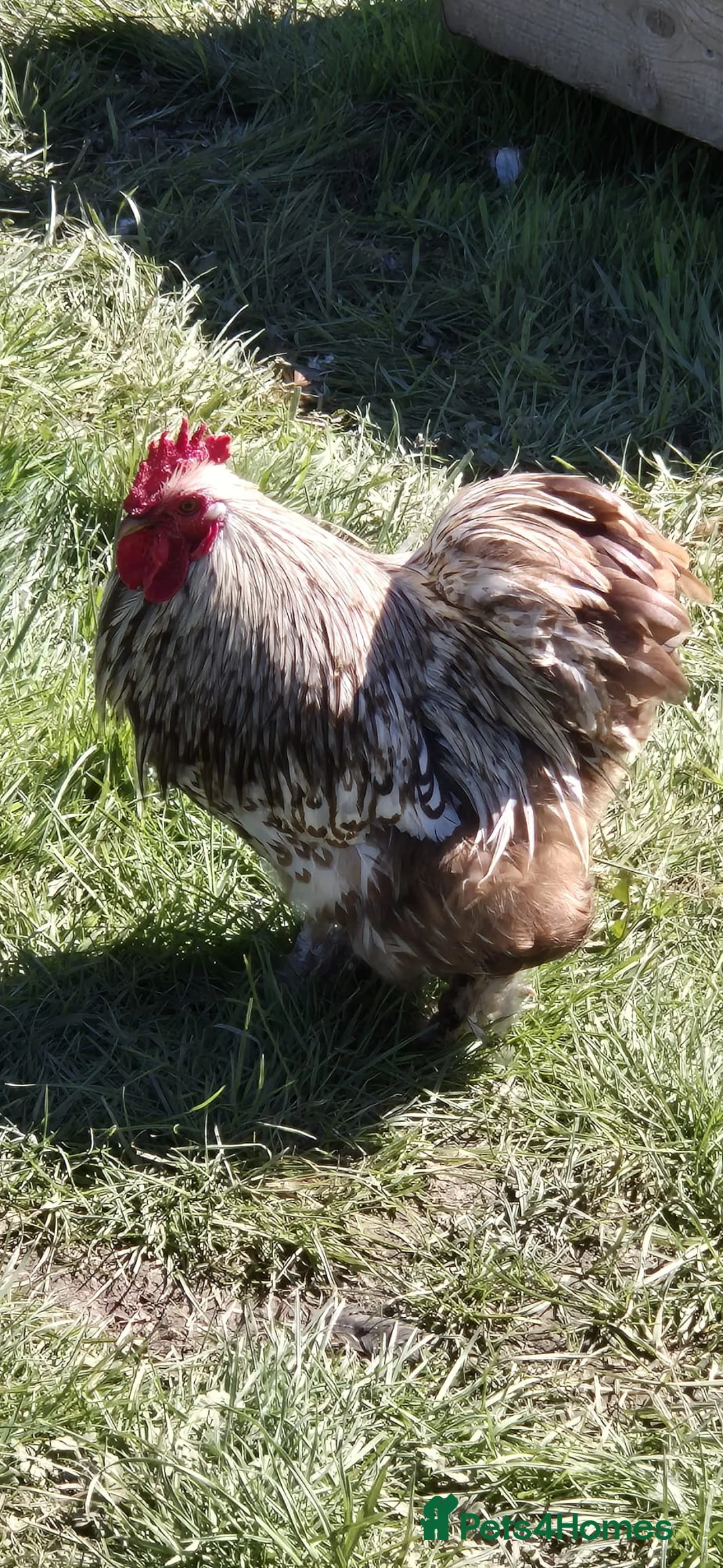 Chickens poultry for sale: Chocolate lace bantam cockerel - Advert 1