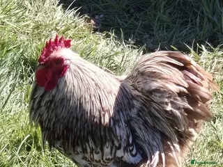 Chickens poultry Chocolate lace bantam cockerel - Advert 1