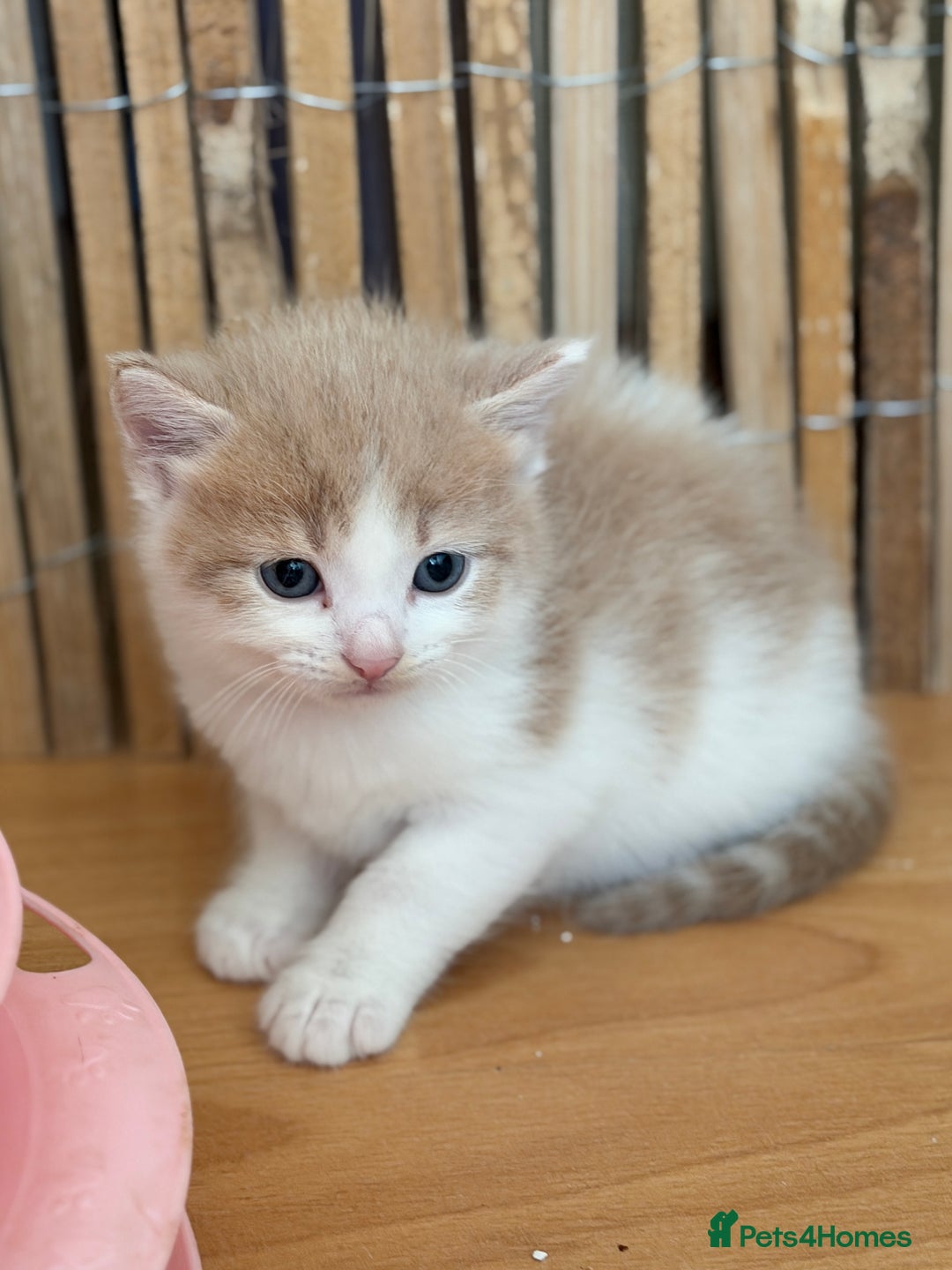 British Shorthair cats for sale: Looking for new home!!! - Advert 4