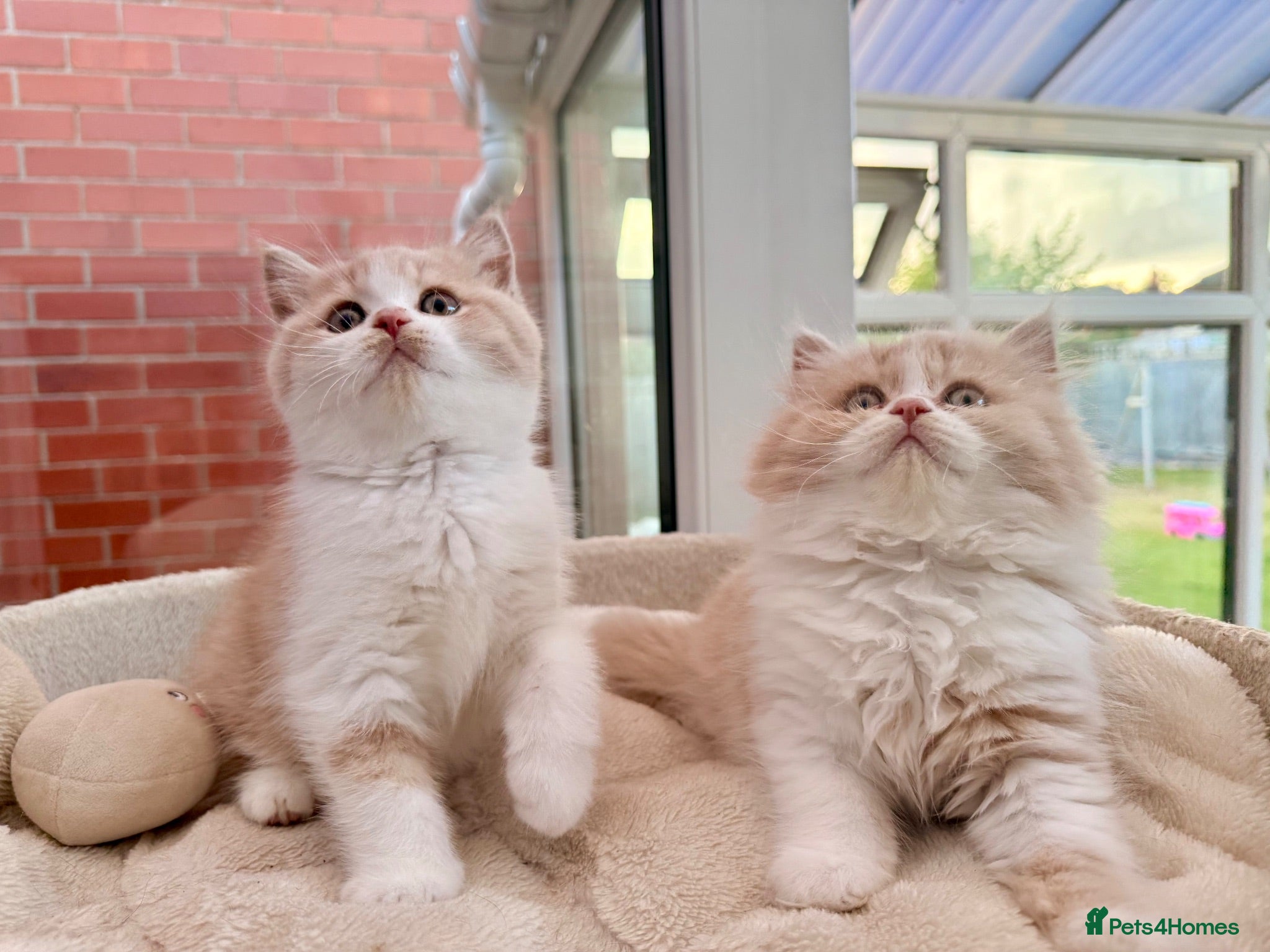 British Shorthair cats British Shorthair & Longhair Kittens GCCF Reg - Advert 11