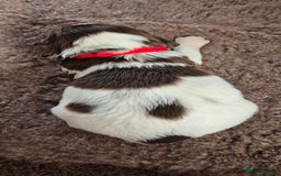 English Springer Spaniel dogs for sale: English Springer Spaniel Puppies  - Image 10