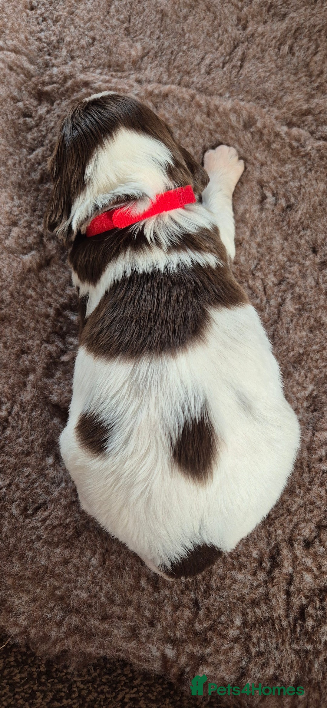 English Springer Spaniel dogs for sale: English Springer Spaniel Puppies  - Image 10
