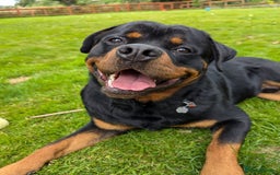 Rottweiler dogs for sale: Dexter, Rottweiler - Image 7