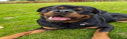 Rottweiler dogs for sale: Dexter, Rottweiler - Advert 7