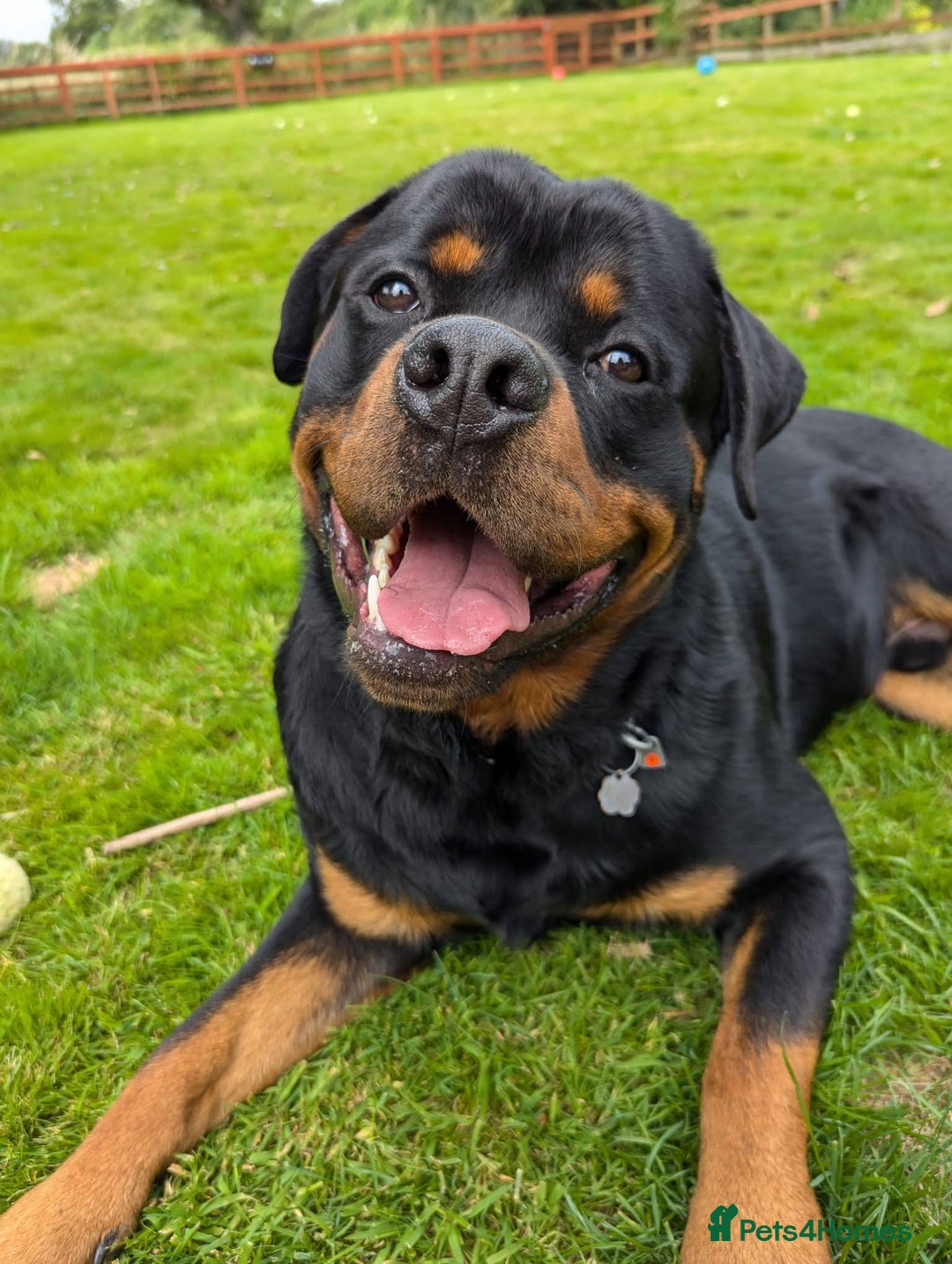 Rottweiler dogs for sale: Dexter, Rottweiler - Image 7
