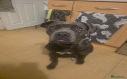 Mixed Breed dogs for sale: Cane corso  - Image 4