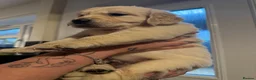 Golden Retriever dogs for sale: KC Registered Golden Retriever puppies.  - Advert 32