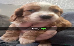 Cocker Spaniel dogs for sale: Beautiful cocker spaniel puppies  - Image 4