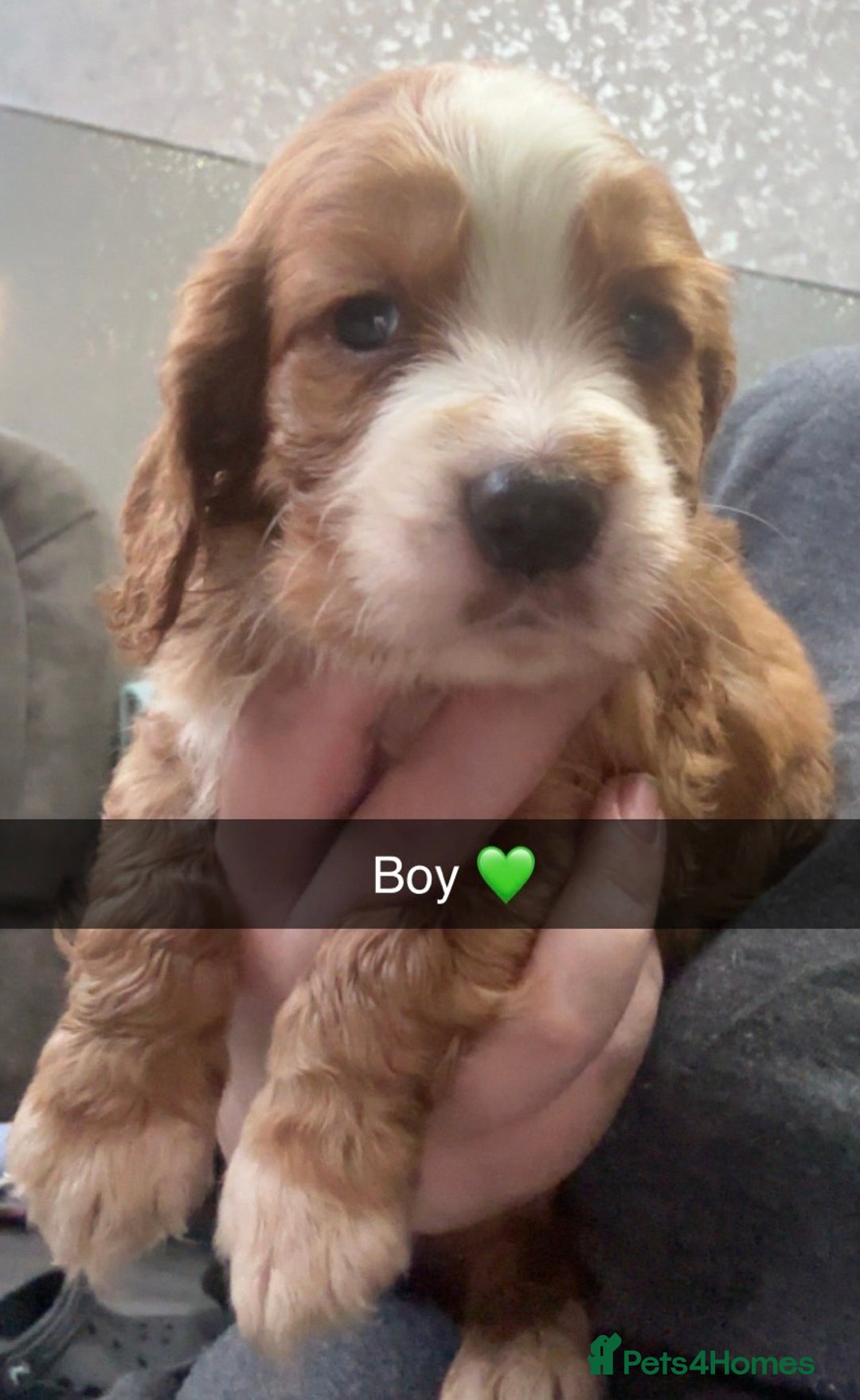Cocker Spaniel dogs for sale: Beautiful cocker spaniel puppies  - Image 4