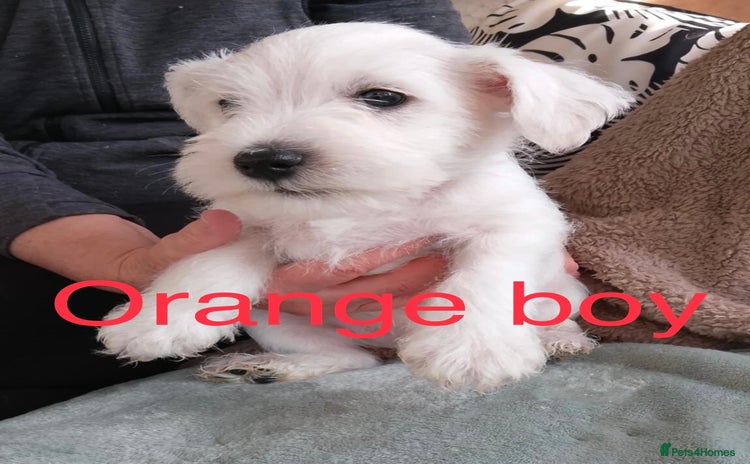 Miniature Schnauzer dogs - Advert 1