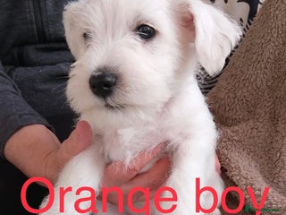 Miniature Schnauzer dogs - Advert 1