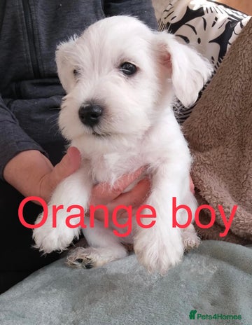 Miniature Schnauzer dogs - Advert 1