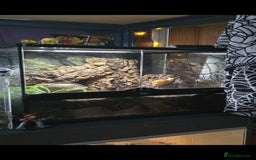Snails invertebrates for sale: 2 Subadult giant African land snails - Image 5