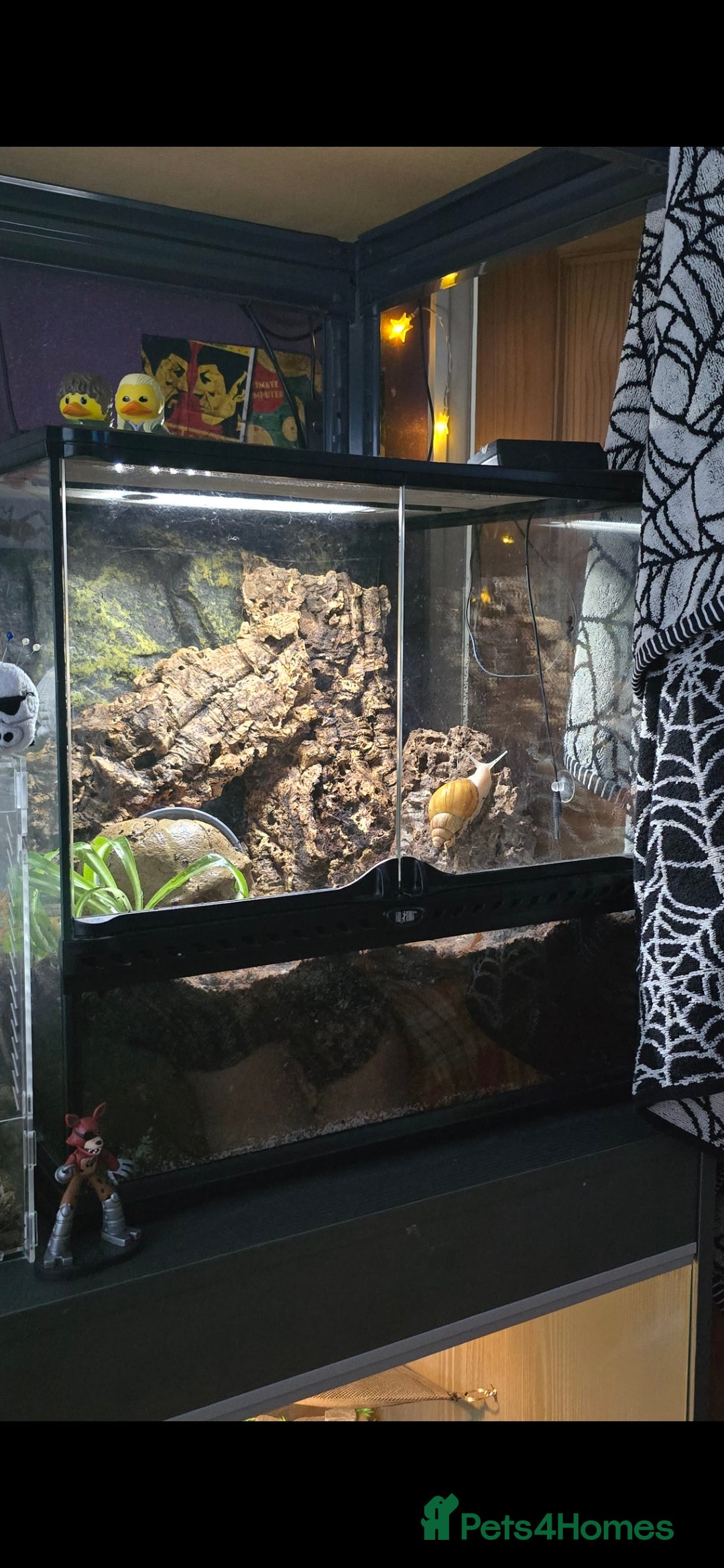 Snails invertebrates for sale: 2 Subadult giant African land snails - Image 5