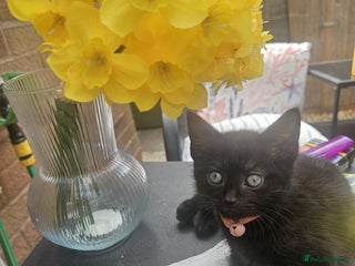 British Shorthair cats - Advert 26