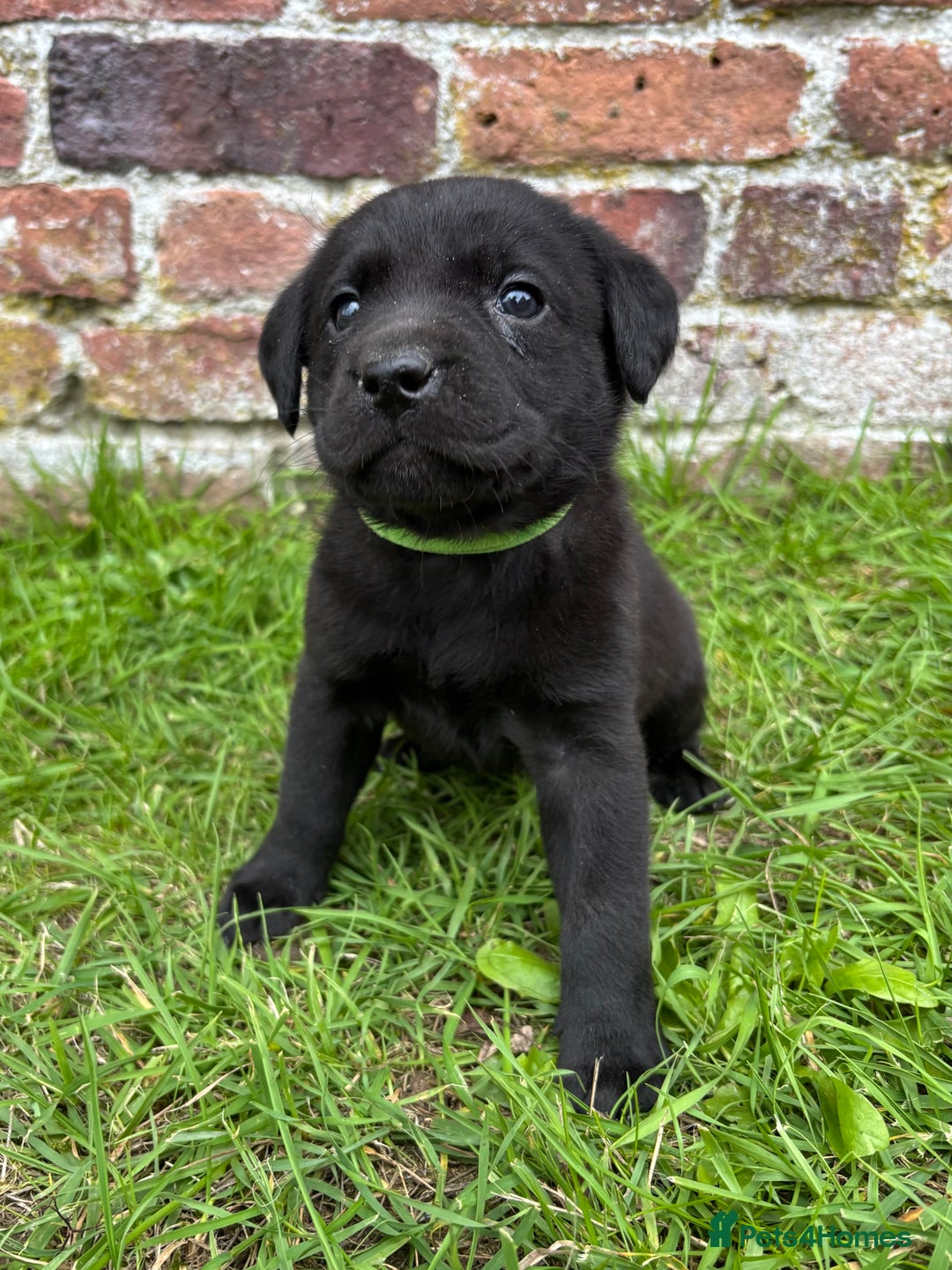 Labrador Retriever dogs for sale: Stunning Black Labrador Puppies KC Parents  - Image 19