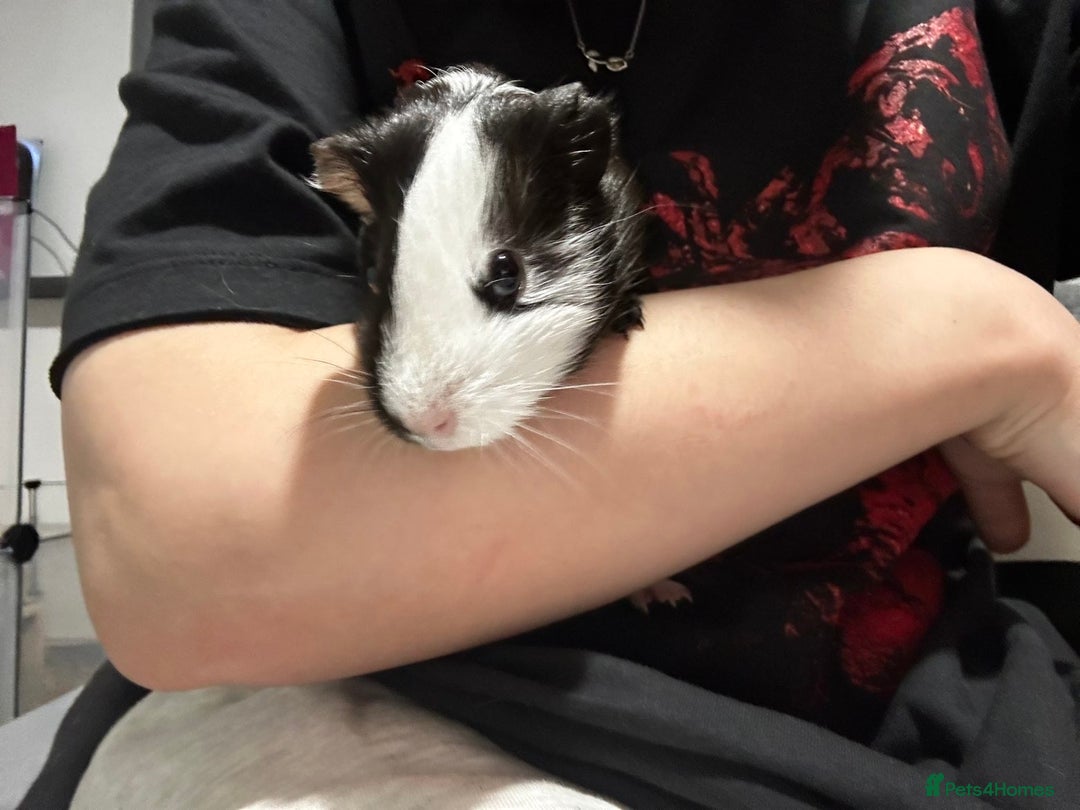 Guinea Pig rodents for sale: Single male baby guinea pigs for sale - Advert 4