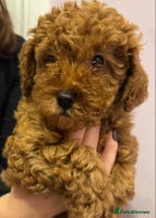 Toy Poodle dogs - Advert 3