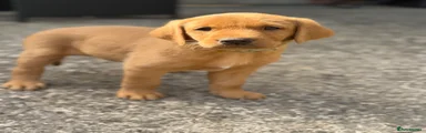 Labrador Retriever 4