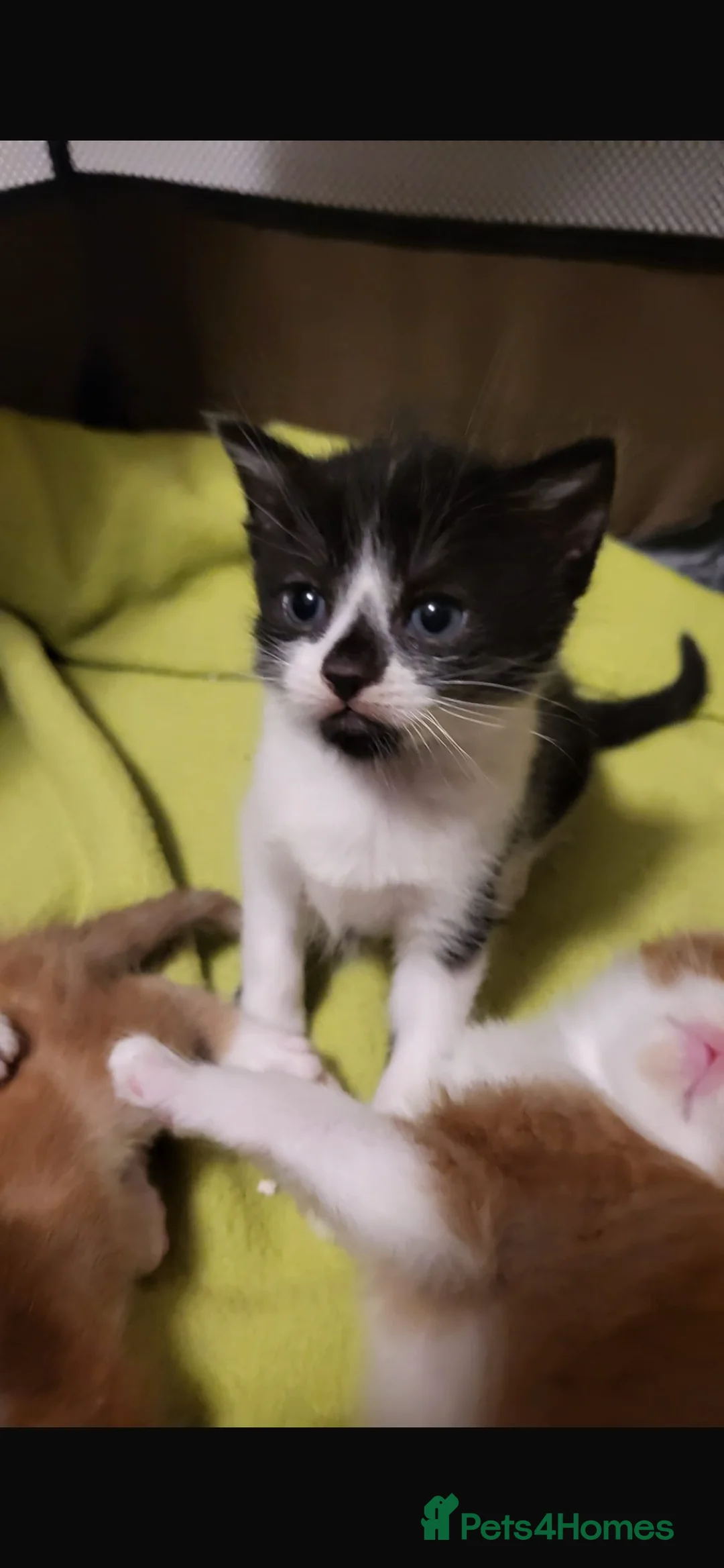 Mixed Breed cats for sale: 4 beautiful Kittens looking for there forever home - Advert 5