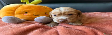 Cocker Spaniel 4