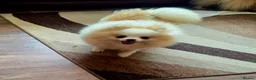 Pomeranian dogs for sale: Superb Pomeranian Girl - Advert 3