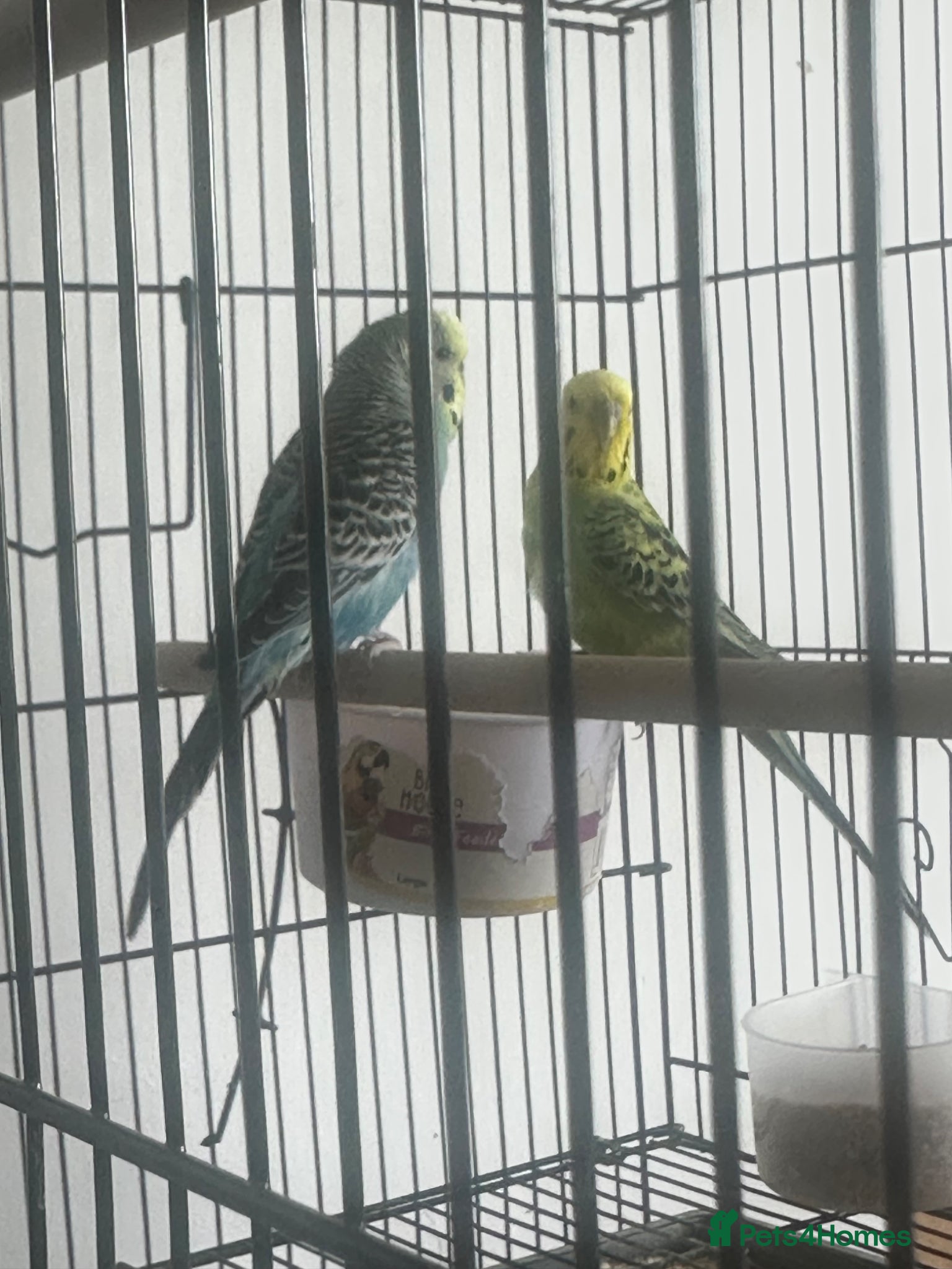 Budgerigars birds Two budgies - Advert 11