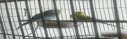 Budgerigars birds for sale: Two budgies in Stourbridge - Advert 1