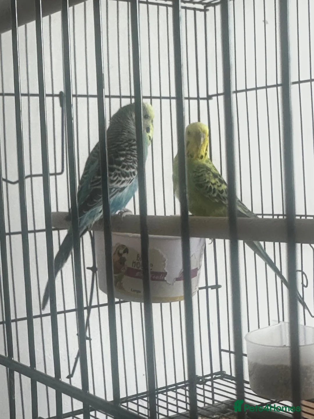 Budgerigars birds for sale: Two budgies in Stourbridge - Advert 1