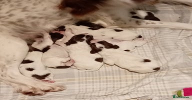 English Springer Spaniel dogs KC Registered E Springer Spaniels 2 girls left - Advert 2