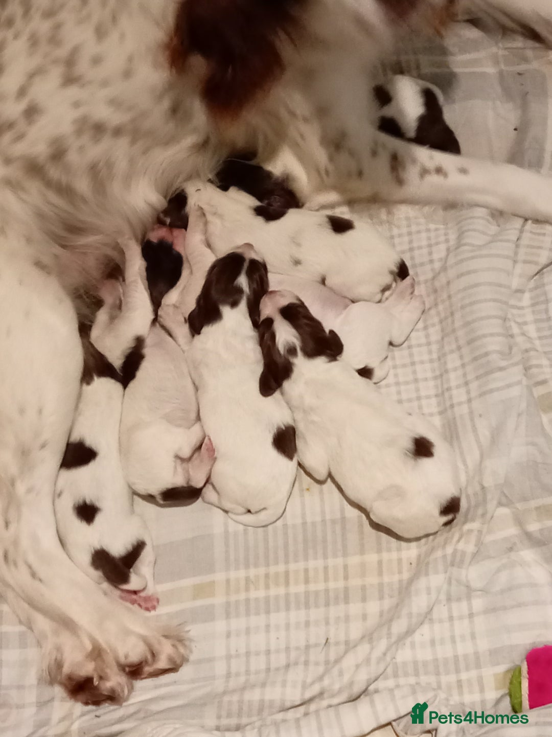 English Springer Spaniel dogs for sale: KC Reg English Springer Spaniels - 2 girls left - Advert 4