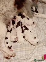 English Springer Spaniel dogs KC Registered E Springer Spaniels 2 girls left - Advert 2