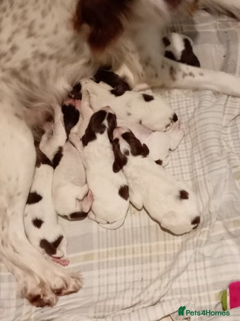 English Springer Spaniel dogs - Advert 1