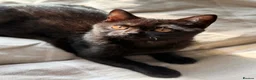 Scottish Fold cats for sale: Two Beautiful Scottish Kittens – Girls - Advert 3