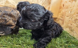 Shihpoo dogs for sale: F2 shihpoo puppies. - Image 27