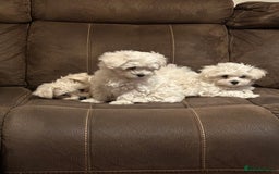 Maltese dogs for sale: Bichon Maltese  - Image 1